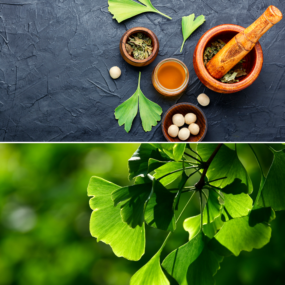 Ginkgo Bibola Leaf