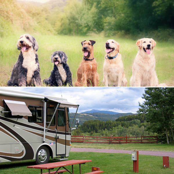 "Revolutionize Your Dog's Travel Experience with PetSafe Happy Ride Extra Long Telescoping RV Dog Ramp - The Lightweight and Portable Solution for Large Dogs on the Go!"